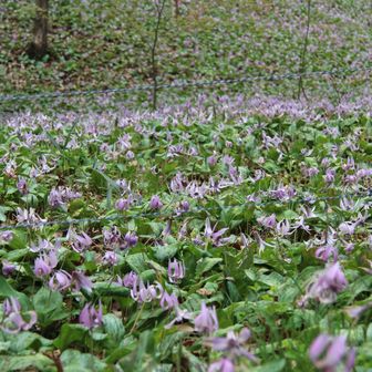ほんと綺麗でしょ。