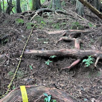 小雀の頭へも急登