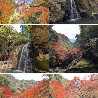 紅葉。🍁

最明寺滝界隈。