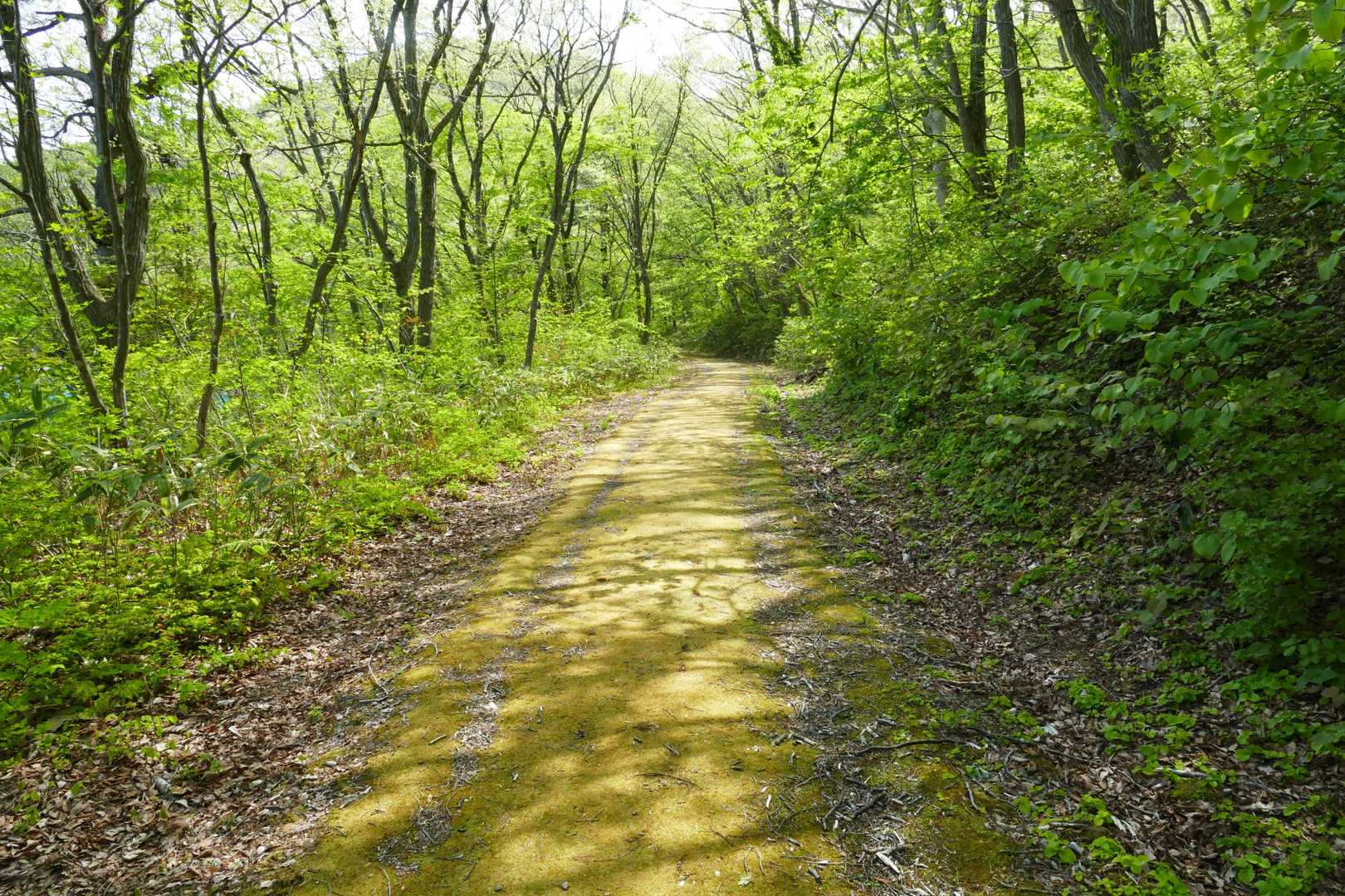 さて思惑通り？に同行者へコースを説明せずに歩き出し、分岐から山に向かったら、後ろから、えっ！て声がしました(笑)