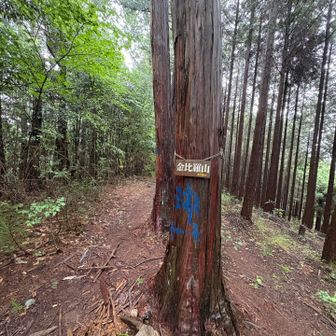 金比羅山468m
眺望なし
ここも道一瞬通り過ぎて戻りました
YAMAPと他の登山者様さま