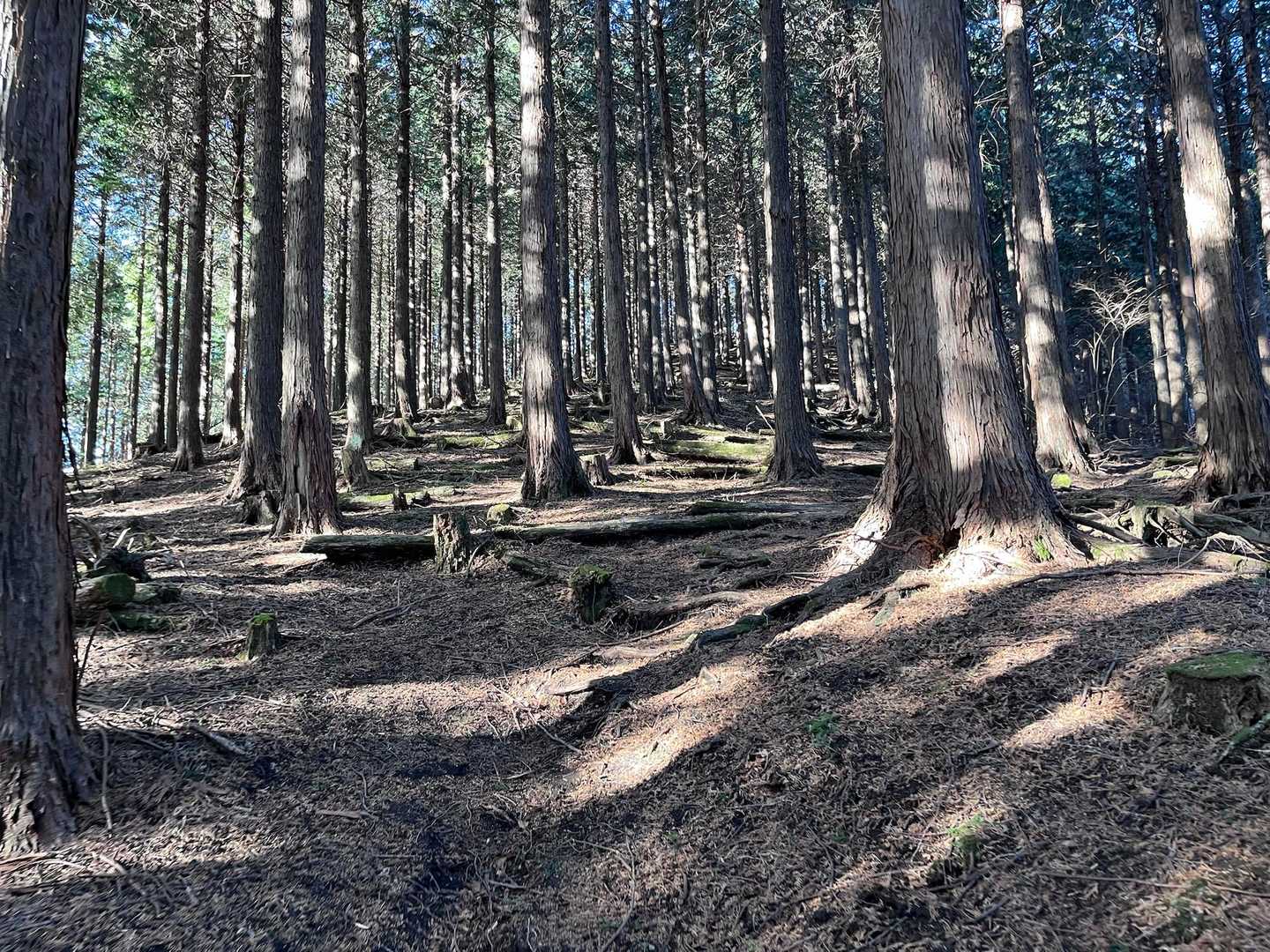 田代向バス停-タケ山-ダルマ沢ノ頭-シダンゴ山-寄バス停 縦走コースの写真