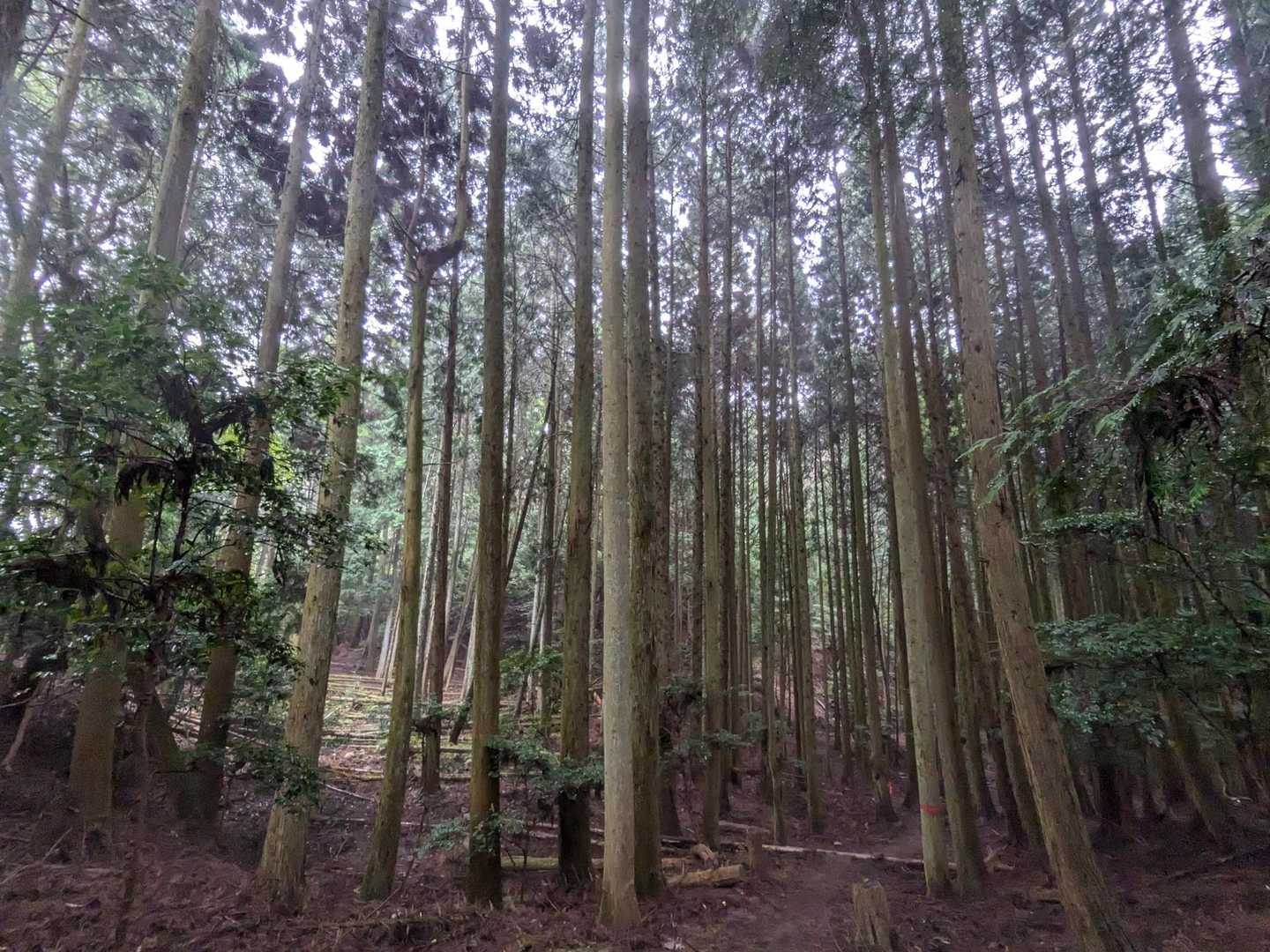 雨の森をじっくり歩く。いつもと違ってしっとり静かで、歩くのは贅沢な時間の使い方ですね🌲