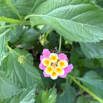 ふたかみパークに戻る途中に
ランタナだって