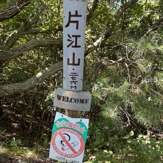 毒キノコ🍄多い