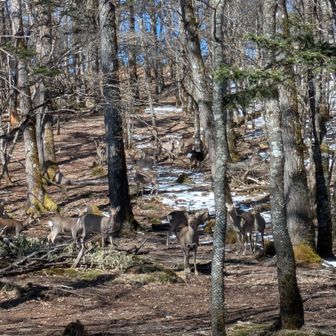 わらわらいますな🙄
🦌「なんやなんや　朝もはよから…テントの人かいな？　違うん？まぁ気ぃつけるんやで」