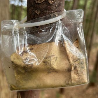 しののめやまで折返し