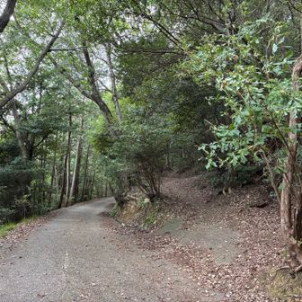 ここから旧道に入ります➡️