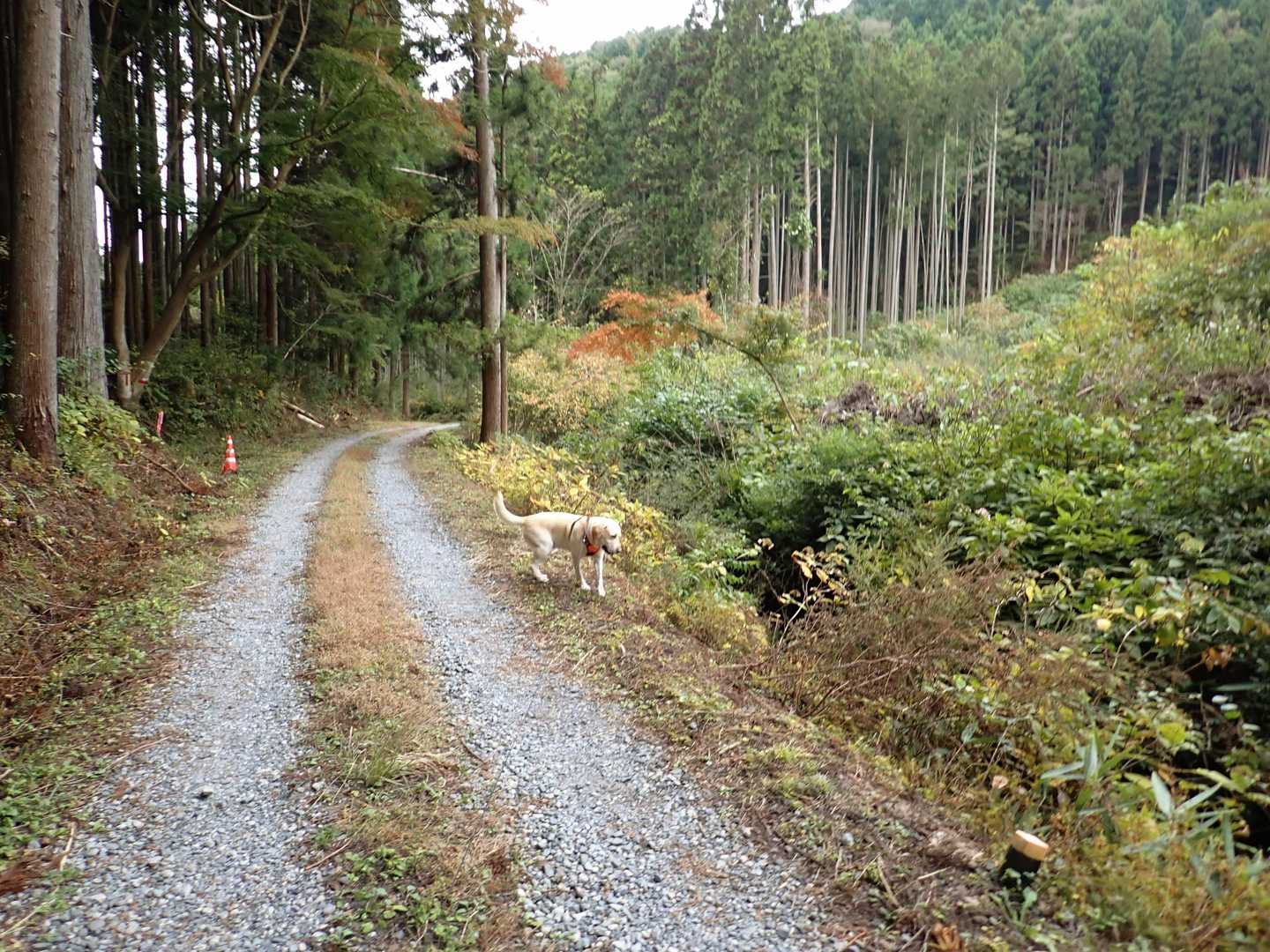 帰りの林道
下の小川にダイブしたいけど高すぎて躊躇する毛皮族🐾

🐶行くべきか・・
👦乾かすの大変だからダメよ