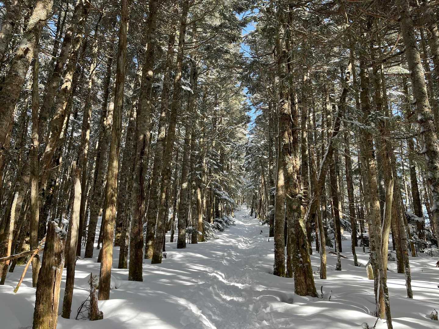 北八ヶ岳らしさ✨