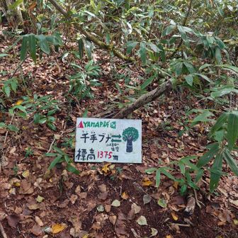 千手(センシュ)ブナ🌳だそうです
この次の写真です🌳