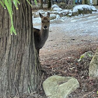 ひょっこり顔出した鹿さんかわいい