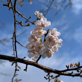 桜🌸