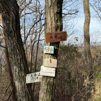 大平山山頂に何故か沢山の山票が🤔