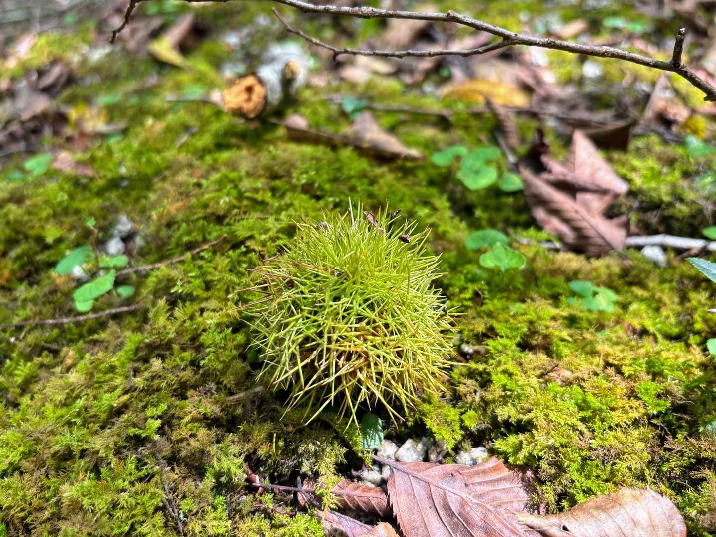 苔の上にいがぐり
紅葉にはまだまだでしたが、小さな秋を見つけると嬉しくなります🍂