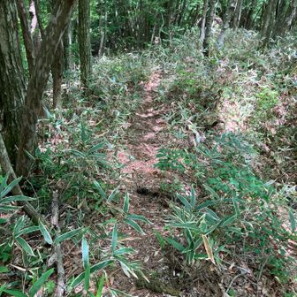 登る人が少ない気がしました。