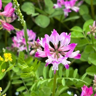 久しぶりにレンゲソウ