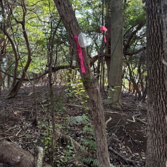 コースから外れ像ノ背のピークをゲット