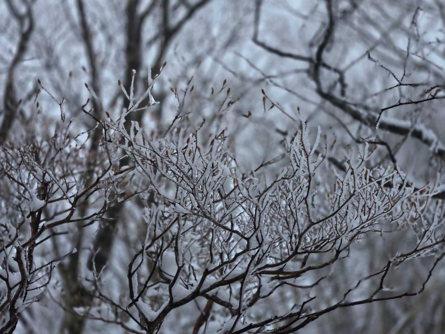 綺麗な霧氷✨