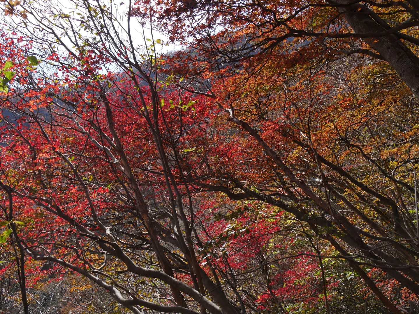 男池登山口-男池-ソババッケ-風穴-高塚山 往復コースの写真