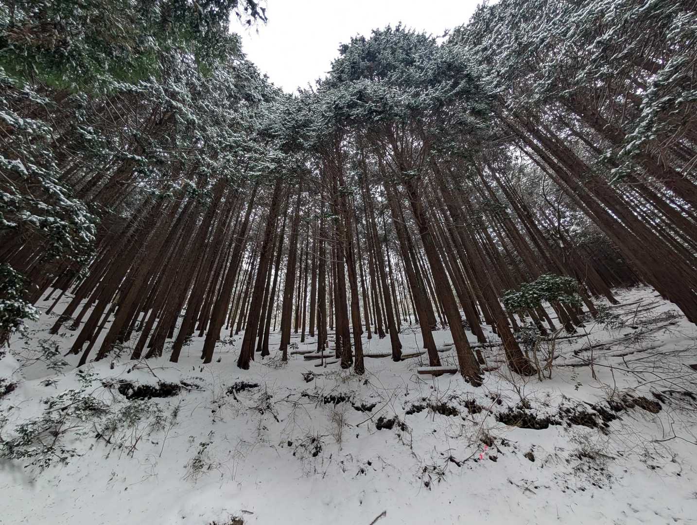 時折サラサラ〜っと木に積もったパウダースノーが降ってくる