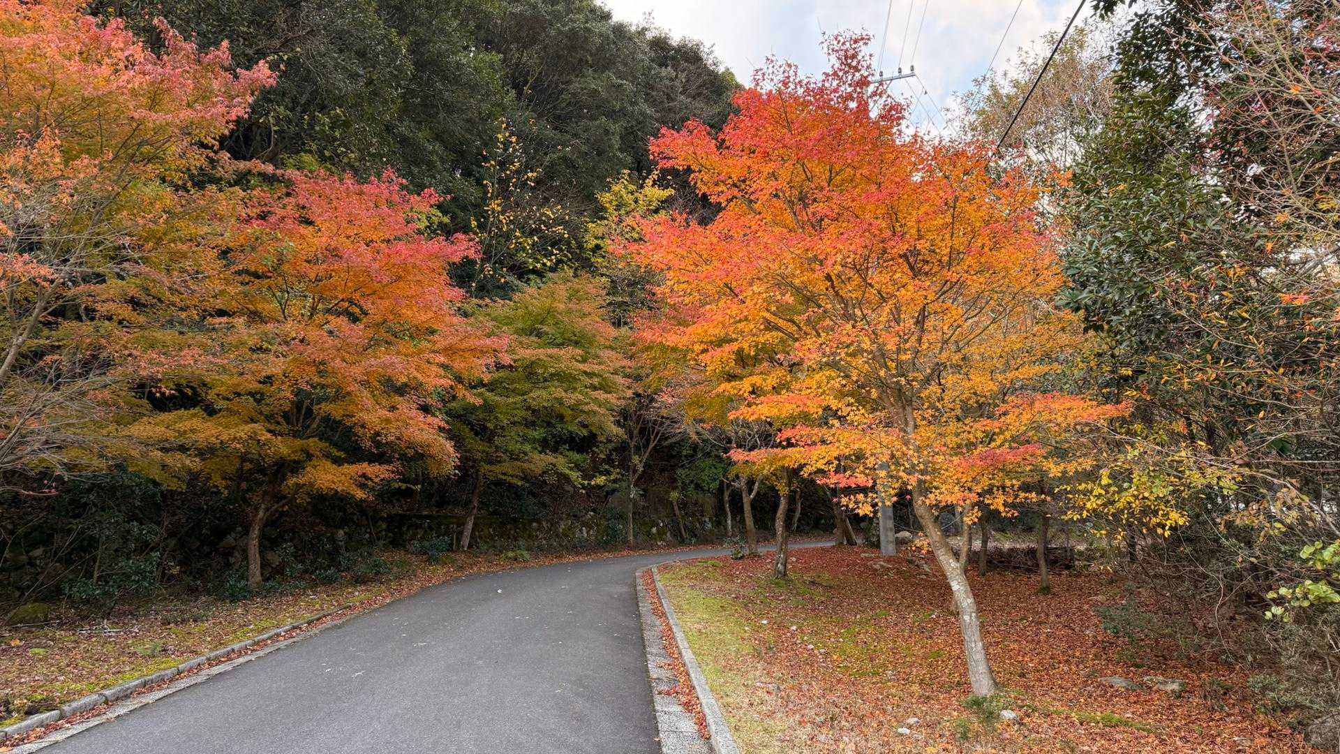 駐車場付近が1番紅葉してた🍁