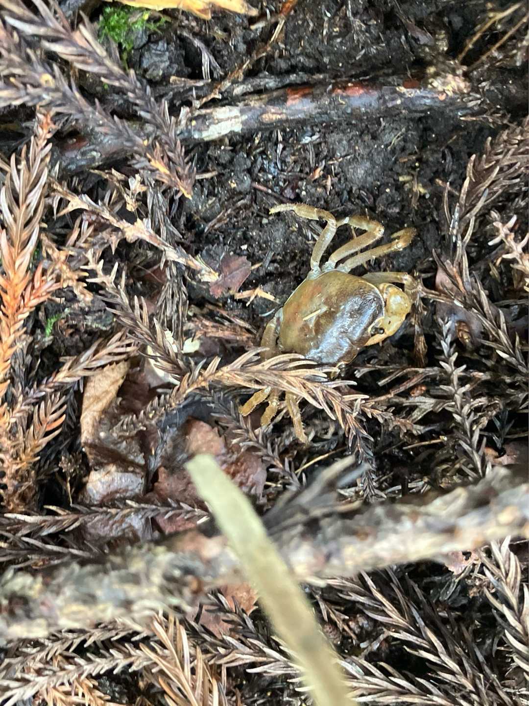 🦀