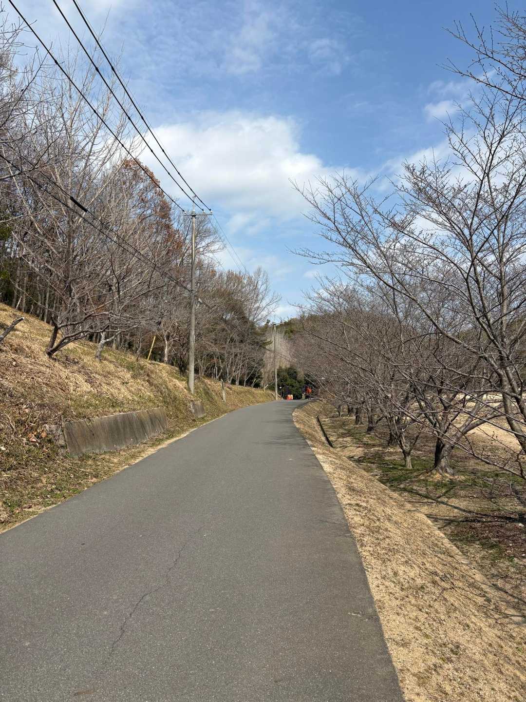 桜ロード。こちらも咲くと綺麗でしょうね🌸

小鳥の森アルプス、歩きやすくて四季折々の自然が楽しめる里山です。楽しかったです(୨୧•͈ᴗ•͈)◞︎ᵗʱᵃᵑᵏઽ*♡︎