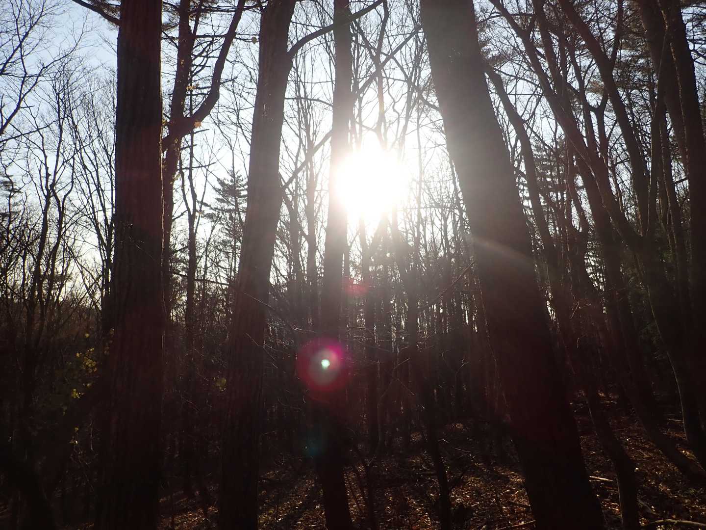 滝登山口-額取山-大将旗山 往復コースの写真