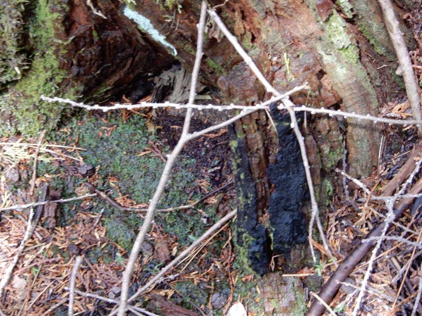 十何年か前の山火事の跡です