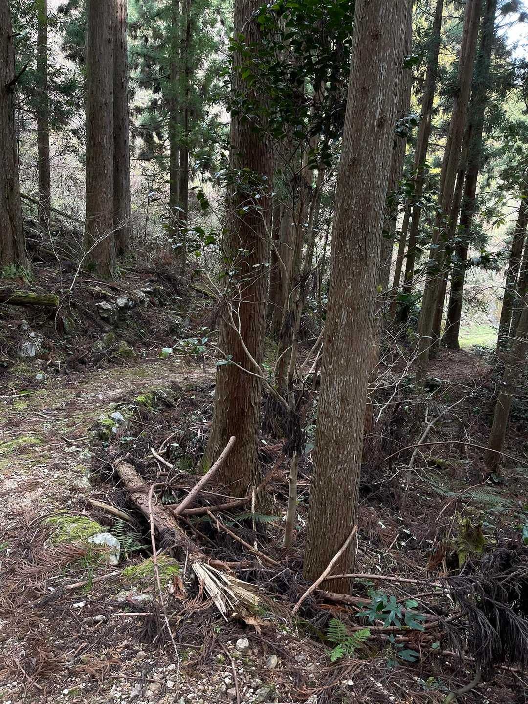 歩き始めはなだらか