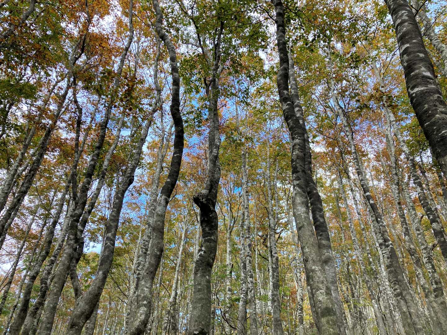 河合谷コース登山口-小ズッコ-大ズッコ-扇ノ山 往復コースの写真