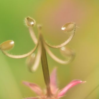 フォトジェニックなアサマフウロの神輿