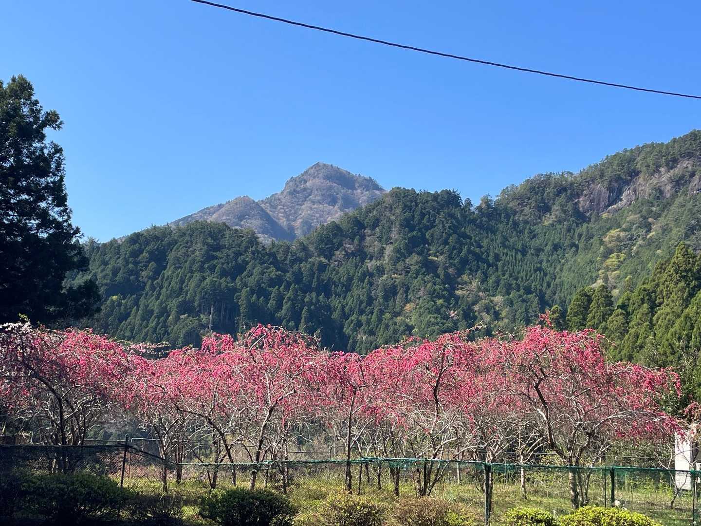 花桃と三瀬明神山が美しい💕