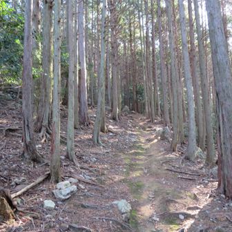 この辺りは、緩い登りです。