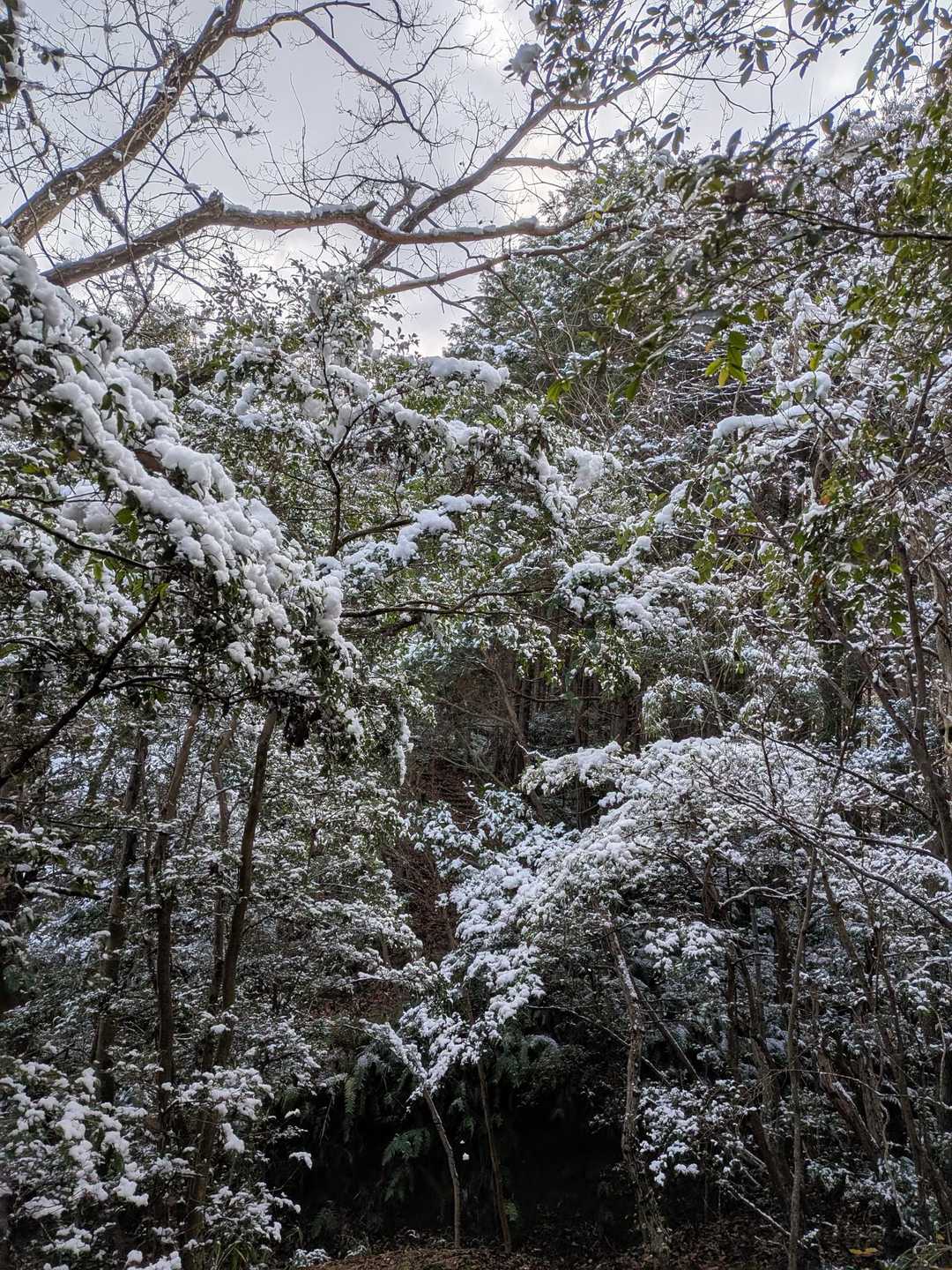 大谷登山口-馬ヶ岳 往復コースの写真