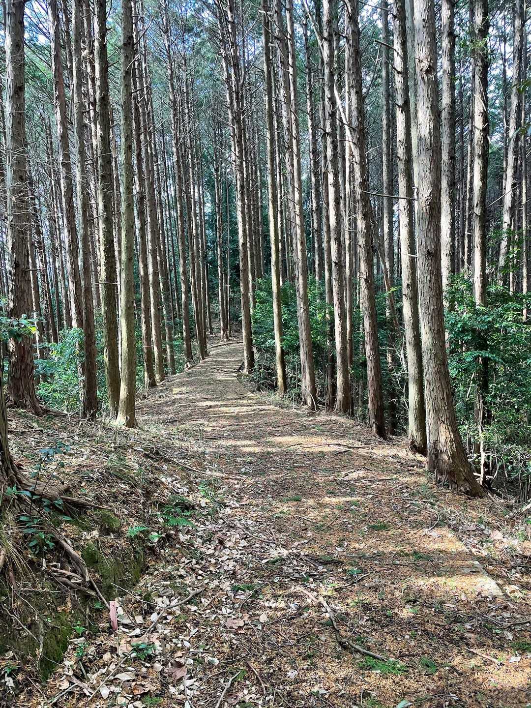 金比羅宮参道入口-金比羅山-貝石山 周回コースの写真