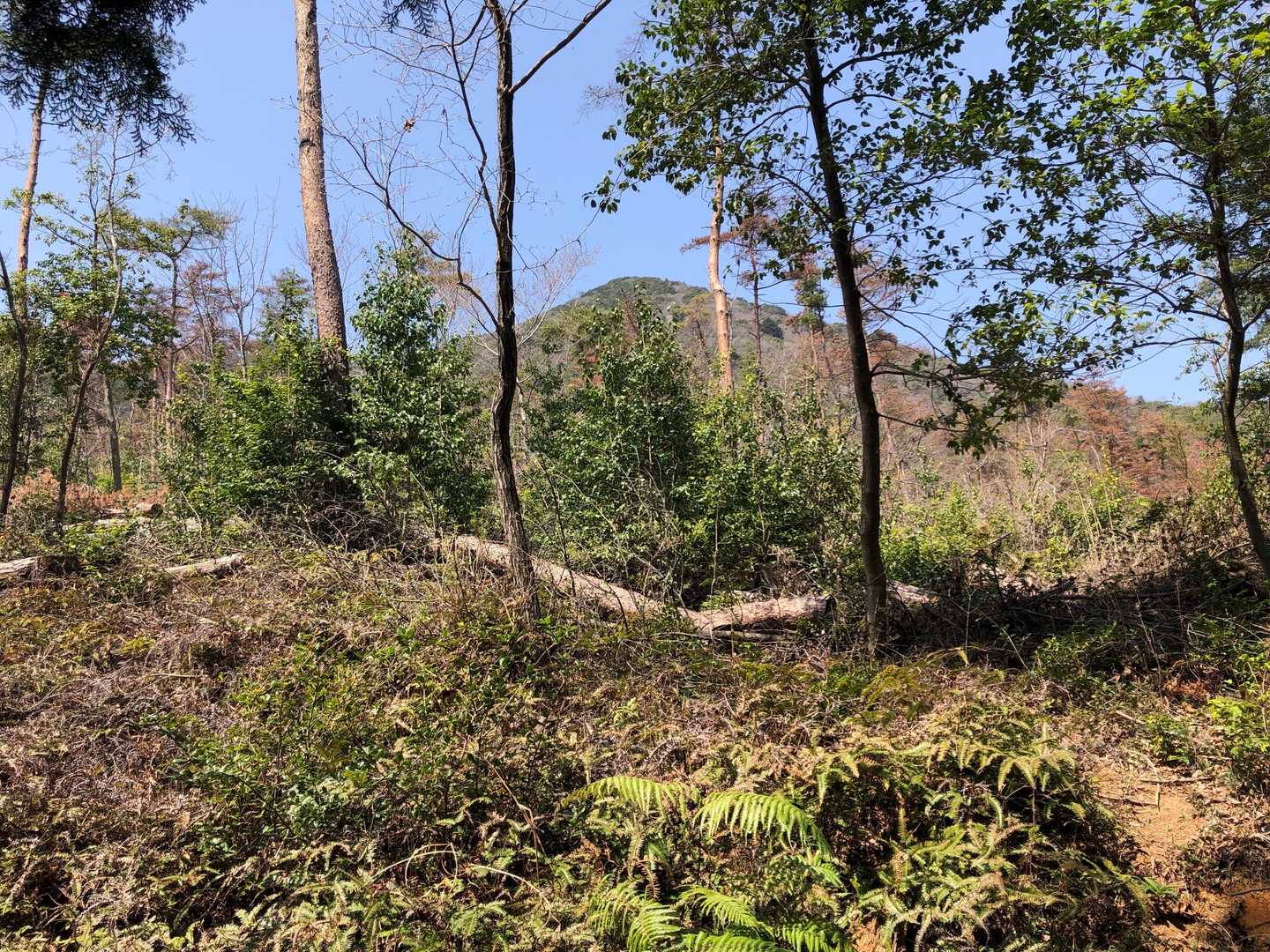 下山時に見えた妙見山のピーク。