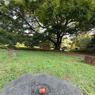 建物跡側からエノキ
（大きくて収まりきらない）