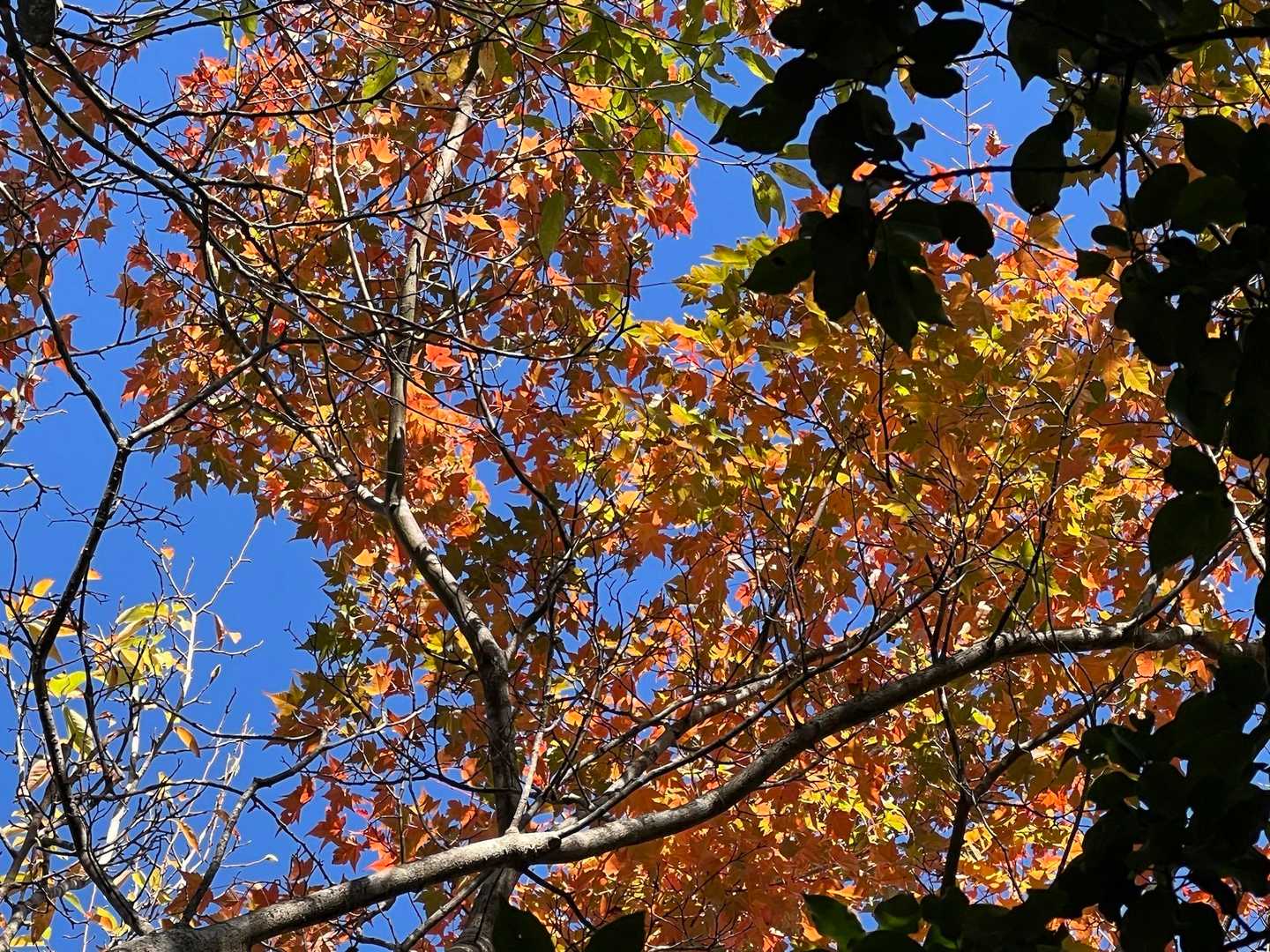
🍁