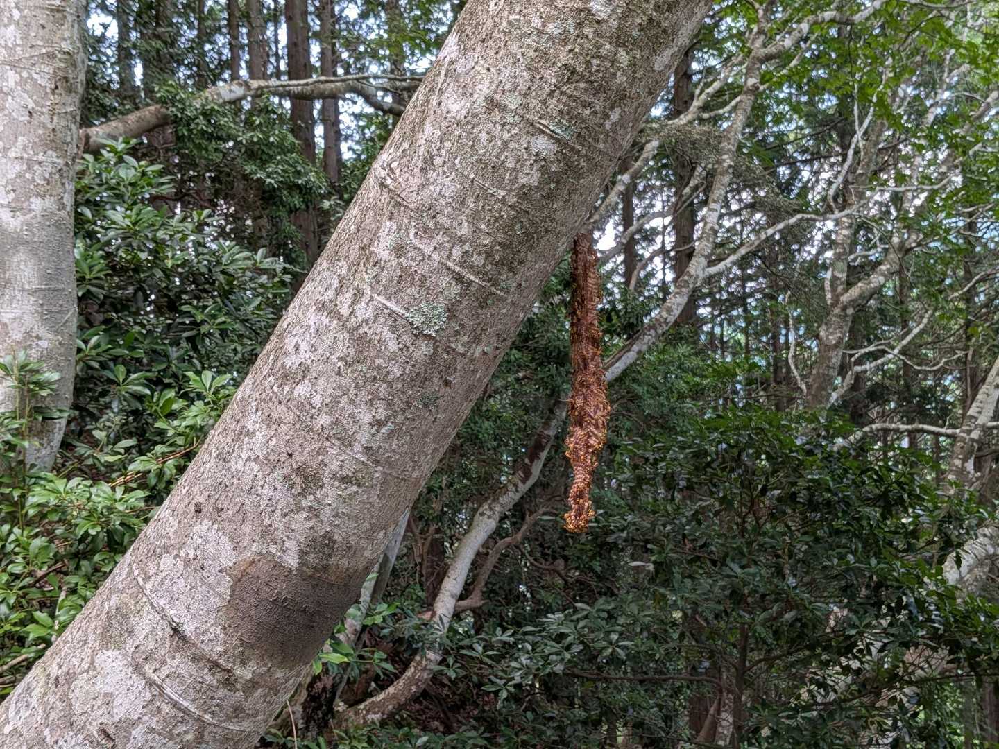蜂がいっぱい🐝
変わった形の蜂の巣😱
