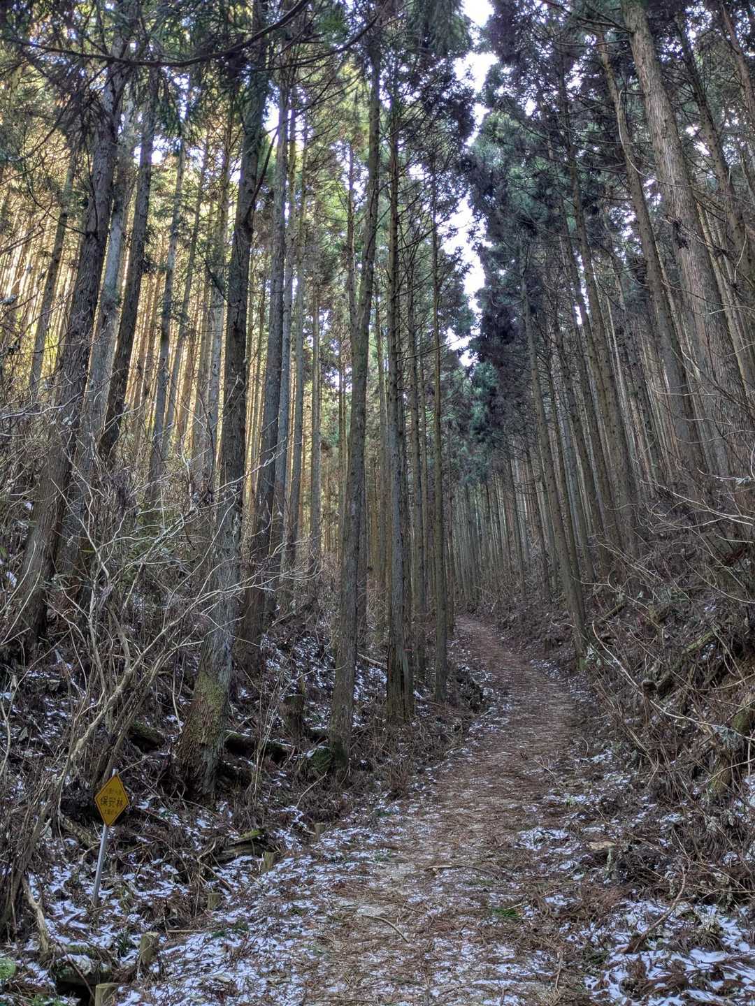 階段終わればコンクリートの林道
こちらの斜度も膝にくる

同じバス停に下山するならこのルートありだな