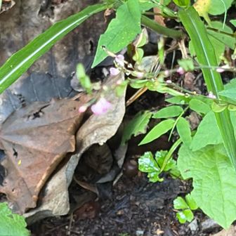 名前が酷いね　ヌスビトハギ