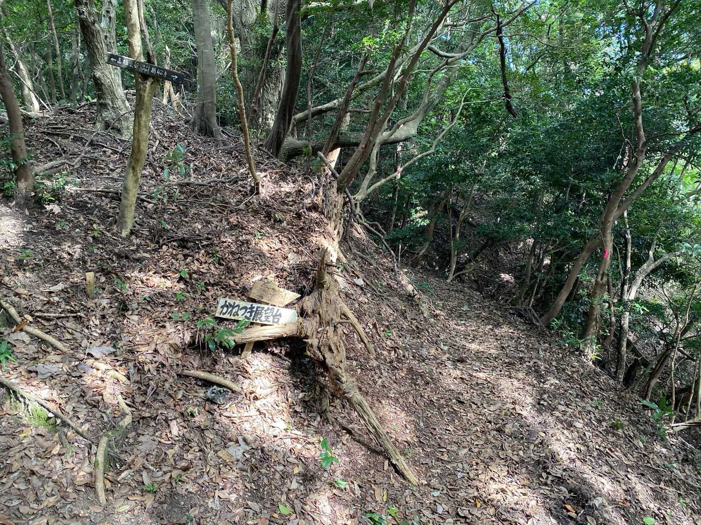 鐘撞山分岐。
ここからは登山者の姿を見かけるように。😊