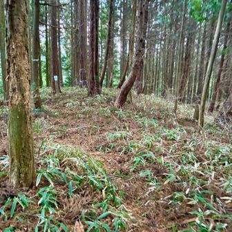 山頂に着きました。