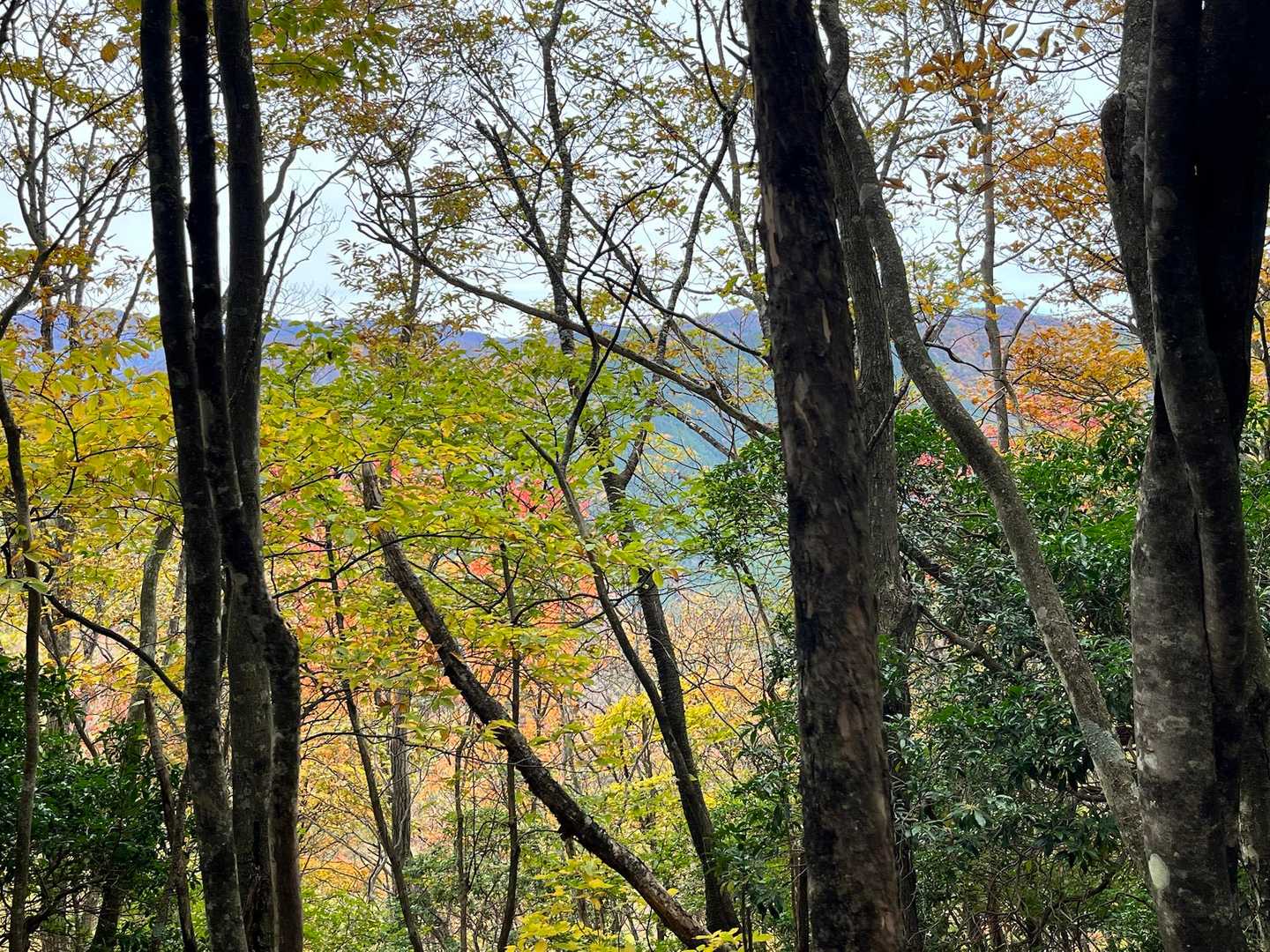 左手側の山々は川乗山とかかな