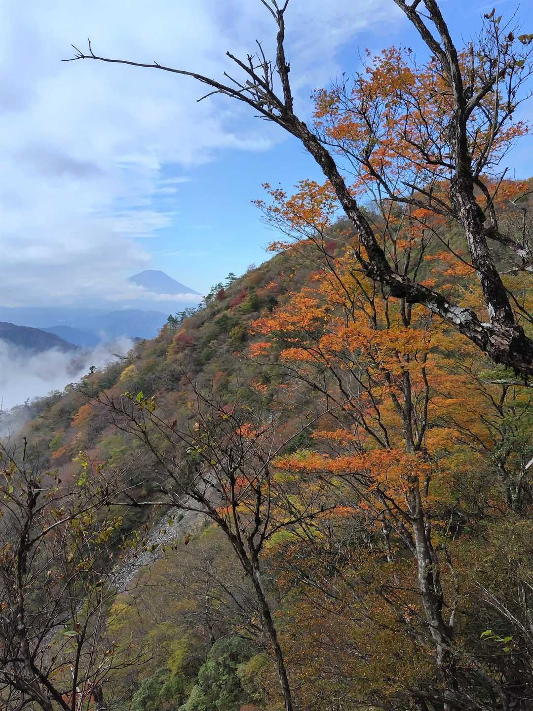 大倉バス停-後沢乗越-鍋割山-小丸 往復コースの写真