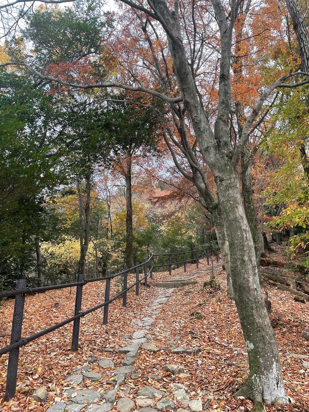 八神社登山口-善気山-法然院登山口 縦走コースの写真