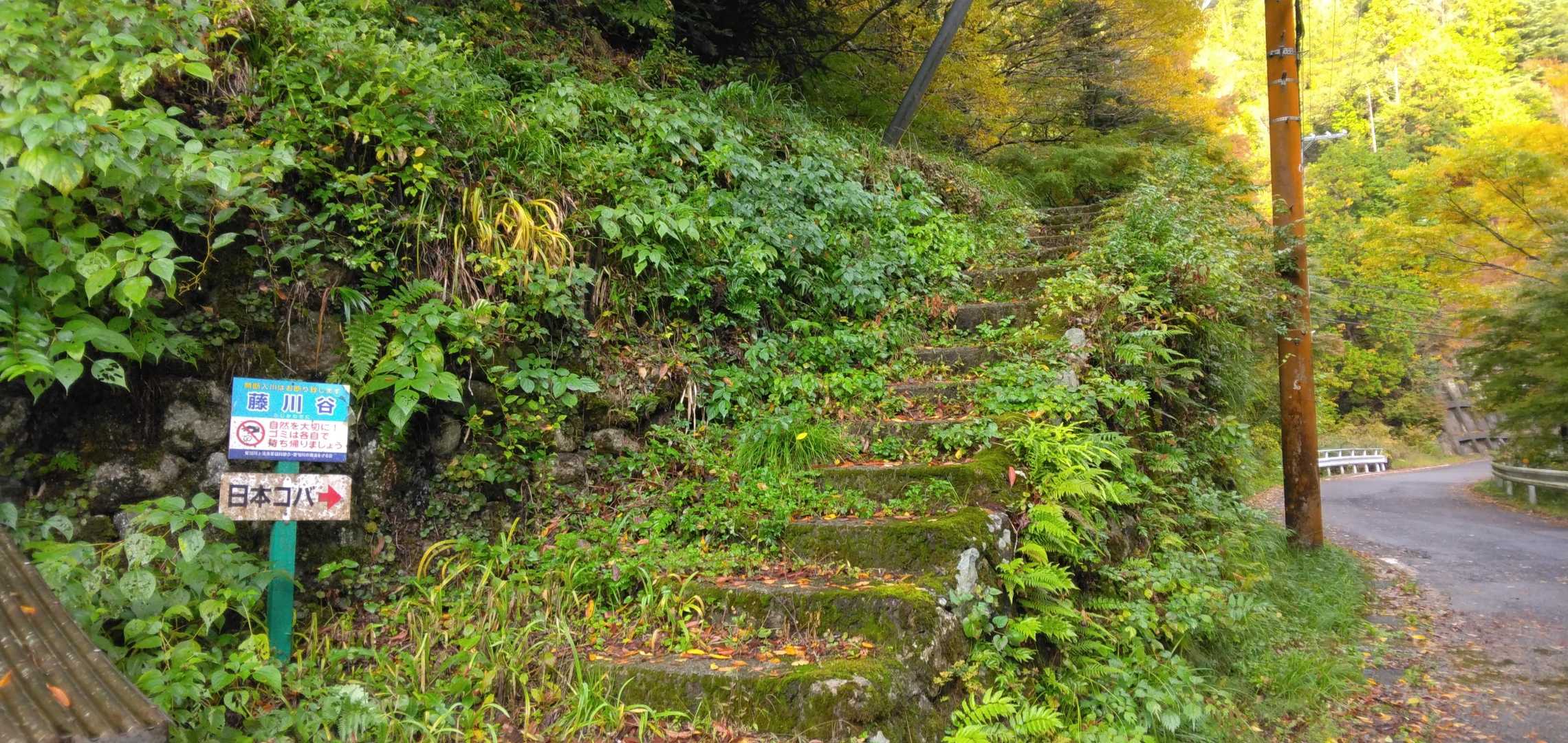 日本コバ-衣掛山 周回コースの写真