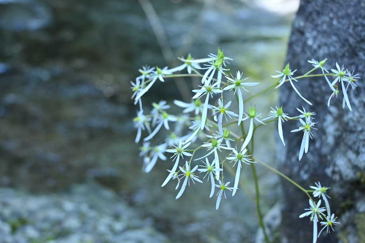 沢沿いにたくさん咲いてます🌼